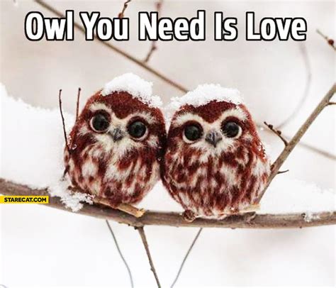 owl-you-need-is-love