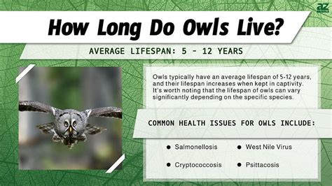 owl lifespan