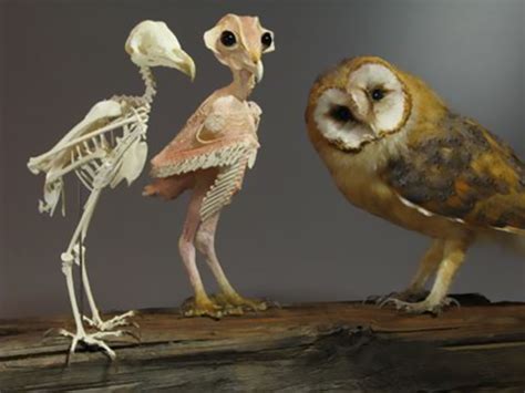 Owls Without Feathers