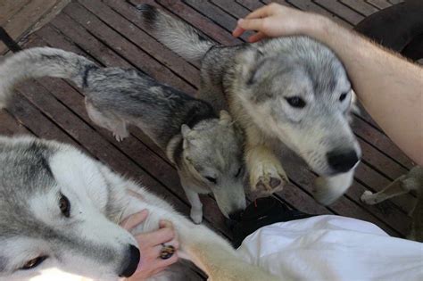 owning a wolf dog