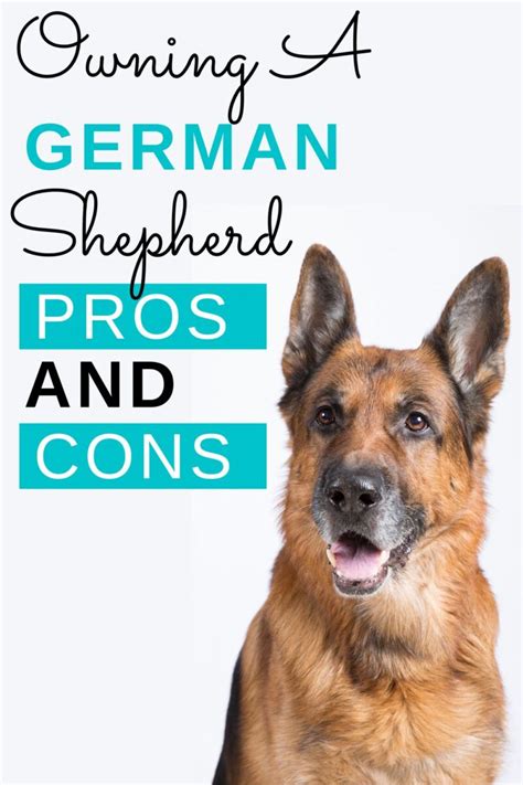 owning german shepherd