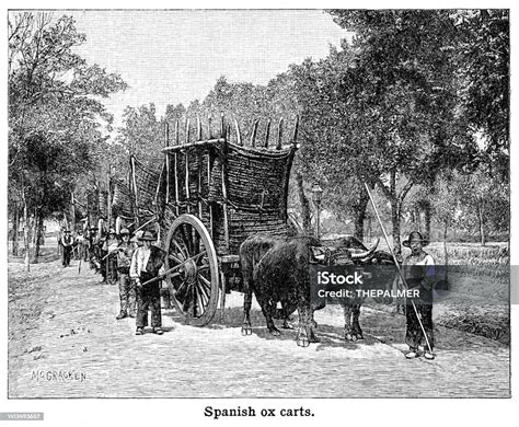 Ox Carts In Spanish