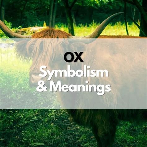 ox ox meaning