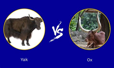 ox vs yak
