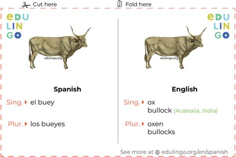 oxen in spanish