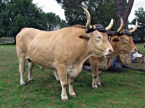 oxen meaning