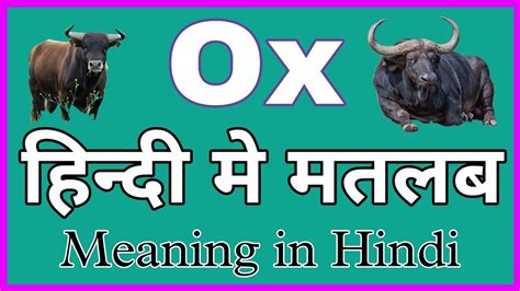 oxen meaning in urdu