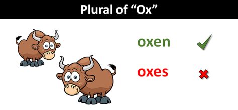 Oxen Plural Form Explained