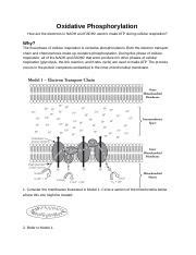 oxidative phosphorylation pogil