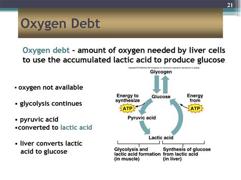 Oxygen Debt Is Amount Of Oxygen Required For