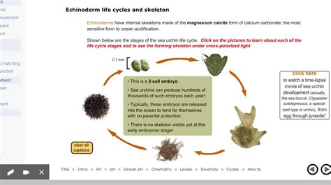 oxygen direct affect on urchinns