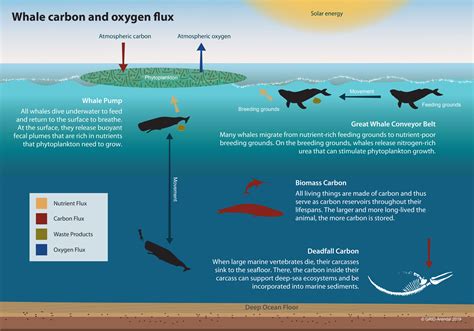 oxygen direct effect on orca