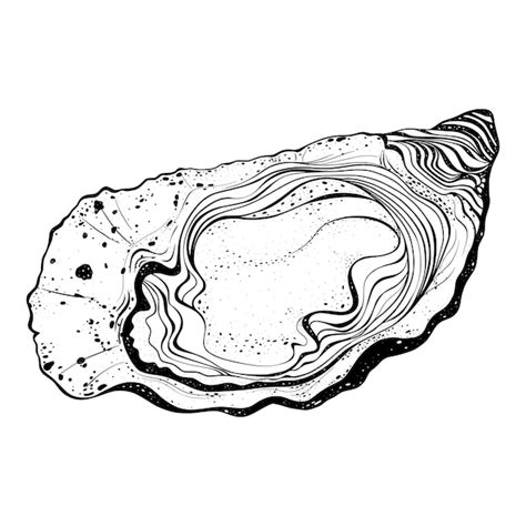 Oyster Line Drawing Vector