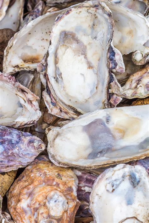 Oyster Shell Food Waste Uk