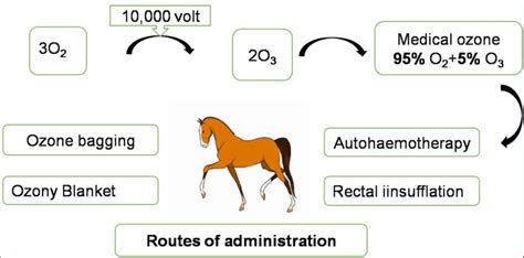 Ozone Therapy Equine