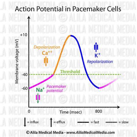 The Pacemaker Potential EXPLAINED YouTube