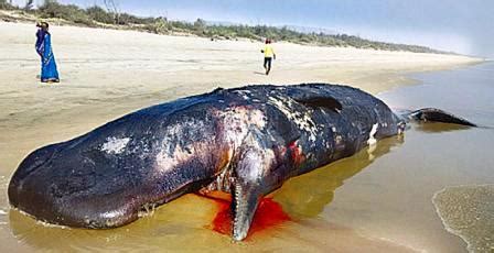 pacific beach dead whale