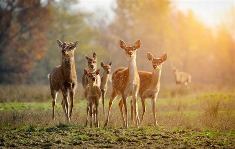 Pack Of Deer Is Called