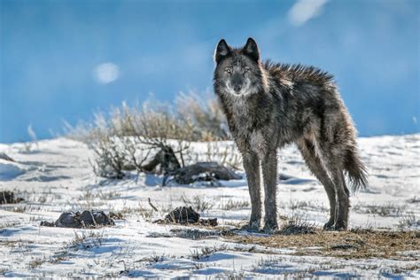 pack of lone wolves