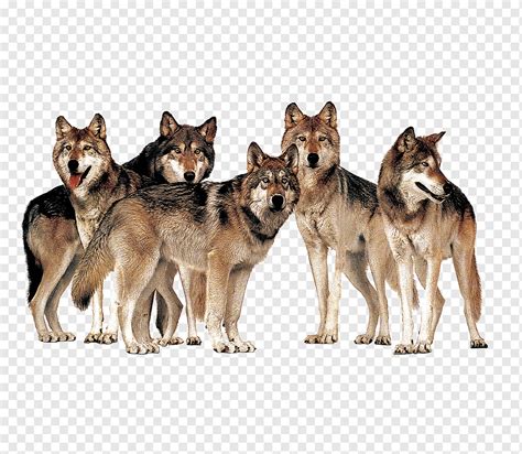 pack of wolves png