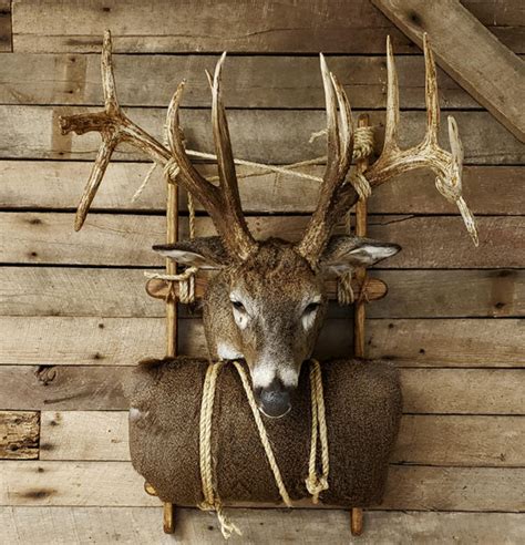 Pack Out Deer Mount