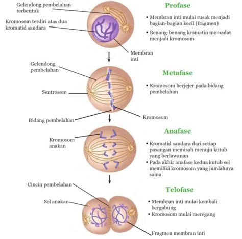 Pada Pembelahan Sel Mitosis Pemisahan Kromatid Dari Sentromer Terjadi Pada