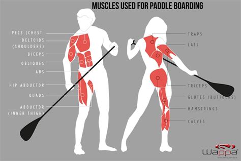 Paddle Board As Exercise