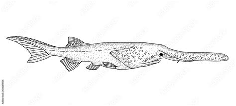 Paddlefish Drawing