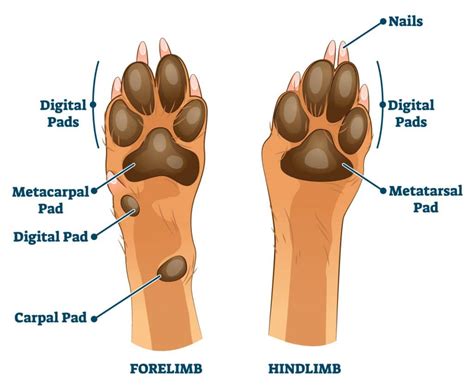 Pads And Paws