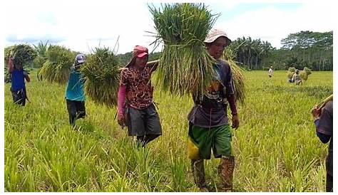 Summer harvest ng palay sa Luzon, masagana sa kabila ng umiiral na