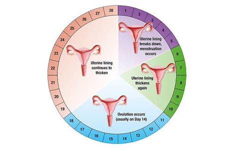 pahami siklus menstruasi anda