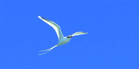 Paille En Queue Oiseau