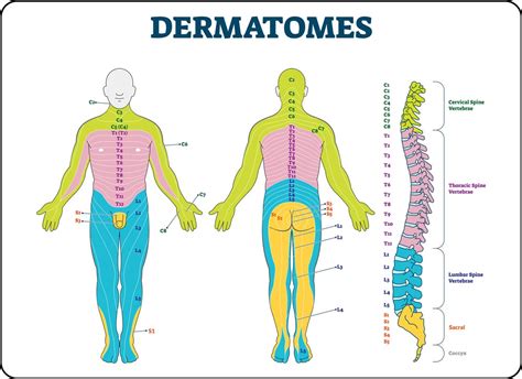 Pain Dermatome Chart