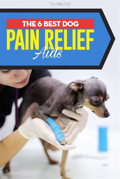 pain management for dogs