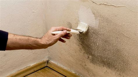 Can You Paint Over Mold And Should You? (Find Out Now!) Upgraded Home