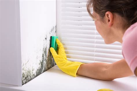 Key Tips To Spot Mold In Your Home Better HouseKeeper