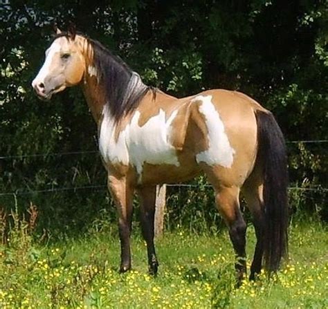 Paint Buckskin Horse