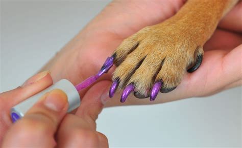 Paint Dog Nails Safe