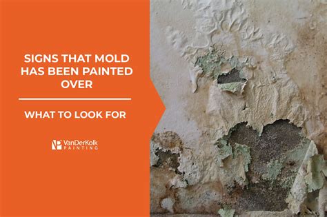 Paint Has Mold In It