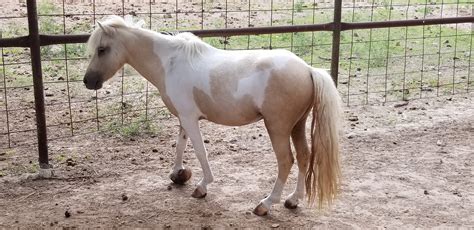 paint horse stallion auction