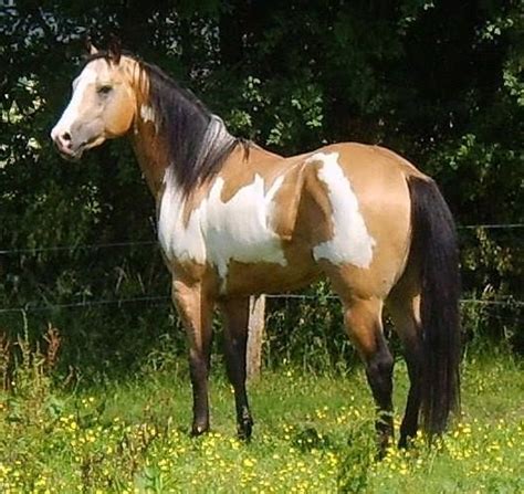 paint horses for sale in alberta