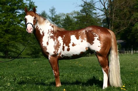 Paint On Horses