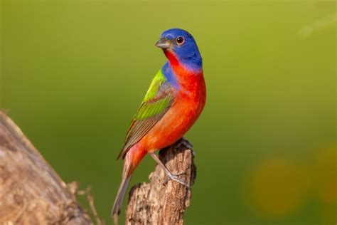 Painted Bunting Bird