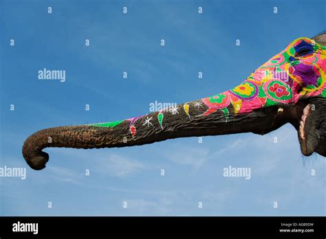 Painted Elephant Trunk