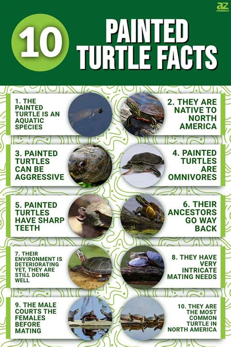 Painted Turtle Fun Facts