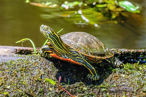 Painted Turtle Information