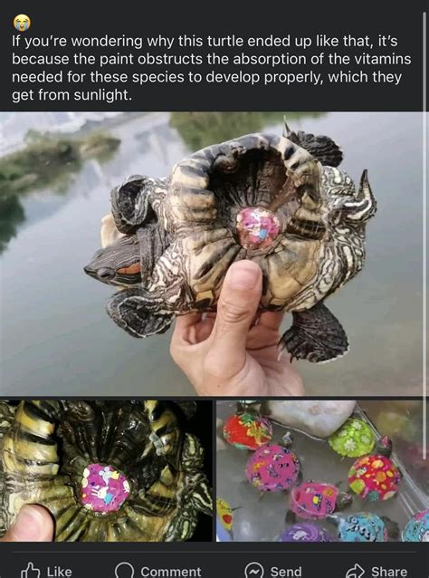 Painted Turtle Reddit