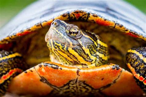Painted Turtle Requirements