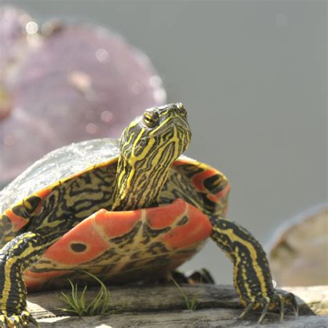 Painted Turtle Temperature