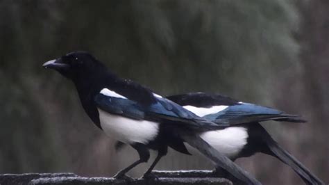 pair of magpies youtube